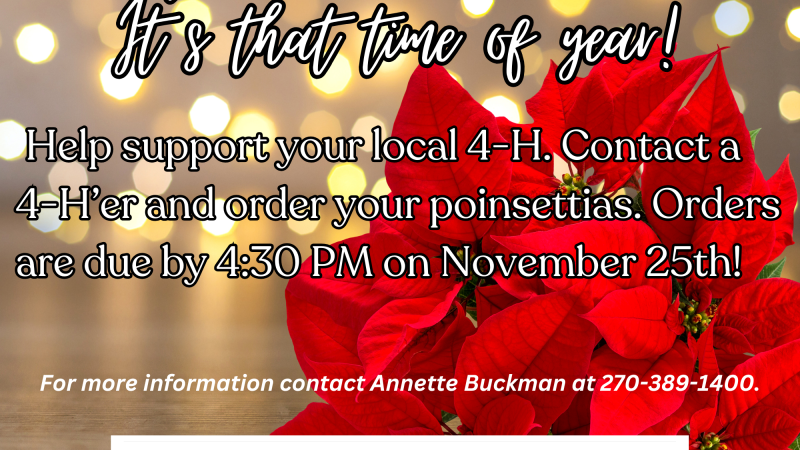 lights,poinsettia,date and time information